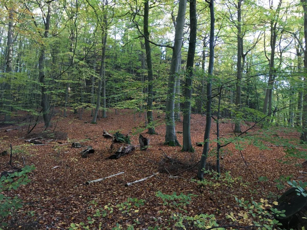 Bungalows Am Waldessaum Bei Hohenzieritz ภายนอก รูปภาพ